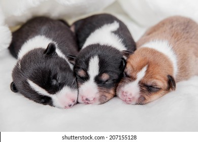cute newborn dogs