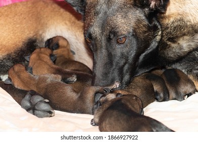 Newborn Belgian Malinois Puppy Dogs