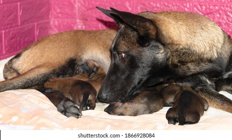 Newborn Belgian Malinois Puppy Dogs