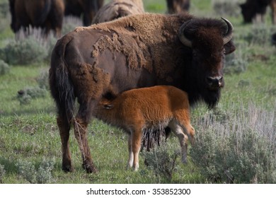 Newborn Bison Calf Nursing Mother Yellowstone Stock Photo 353852300 ...