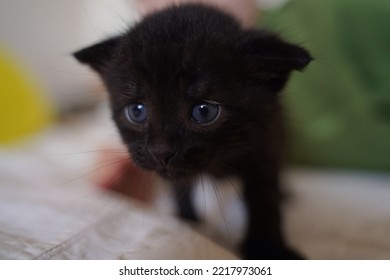 Newborn Black Kitten With Blue Eyes Close-up, Cute Fluffy Animal, Pet, Selective Focus