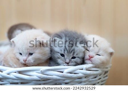 Newborn British Shorthair kittens on light background