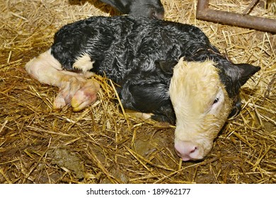 Newborn Calf 