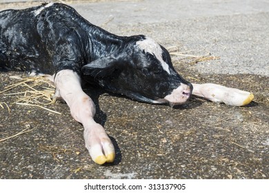 Newborn Calf
