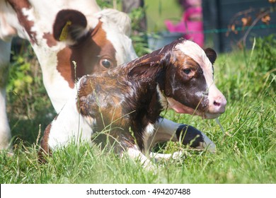 Newborn Calf