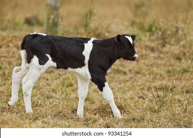 Newborn calf