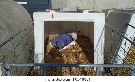 Newborn Calf Housed And Sheltered In A Plastic Cubicle During Its First Days Of Life In A Cattle Farm In León, Spain