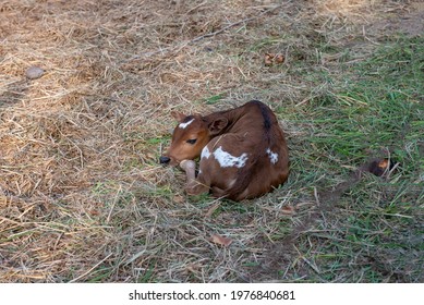 The newborn calf of the Thai cow breed is sleeping on the dry field. Baby cow color orange and white sleeping on a farm.