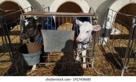 Newborn Calves Housed In A Plastic Cubicle During Their First Days Of Life In A Livestock Farm In León, Spain