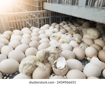 A newborn chick emerges from the egg shell and hatches in the chicken hatchery.