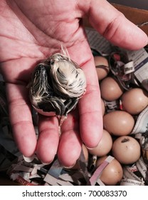 A newborn chick hatching from its egg.