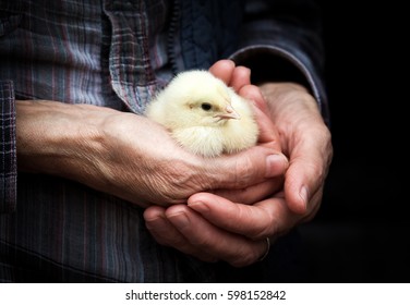 newborn chick on a farmer's hand