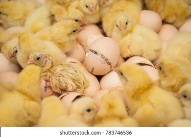 
A newborn chicken is knocked out of an egg,brood of small chicks. Close up.
