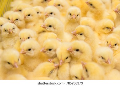 A newborn chicken is knocked out of an egg,brood of small chicks. Close up.
