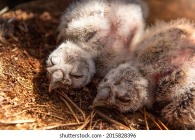 Newborn chicks of a long-eared owl sleeping in a nest.
