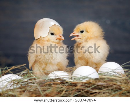 Newborn Chicks. Orange Chicks communicate with each other. Hay, white eggs. Shell