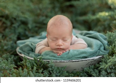 Ræv Misforstå lærred Baby Nature Images, Stock Photos & Vectors | Shutterstock