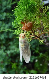 Newborn Cicada Moulting Emergence Growing Wings And Flying