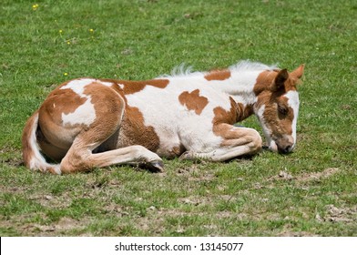 newborn colt laying down in local pasture