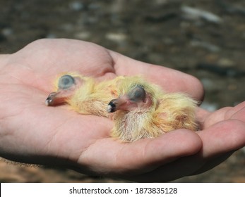 Baby Pigeon Images Stock Photos Vectors Shutterstock