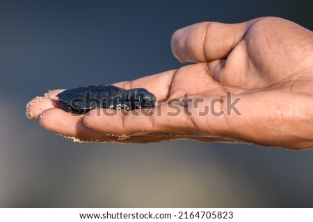 Newborn Cute Olive ridley turtle baby resting on a caring human hand.