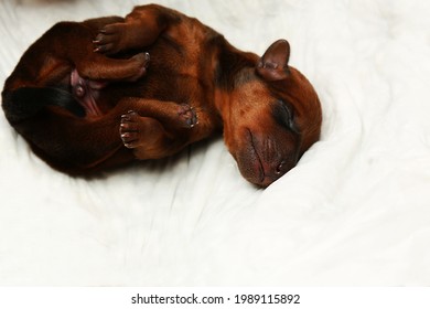 A newborn dog. A small puppy on a white background. One puppy is lying down. Purebred puppy. Mini pinscher. Cutie. Concept: birth, love, care, tenderness.