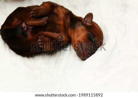 A newborn dog. A small puppy on a white background. One puppy is lying down. Purebred puppy. Mini pinscher. Cutie. Concept: birth, love, care, tenderness.