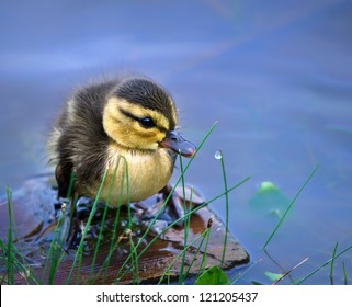 Newborn Duckling