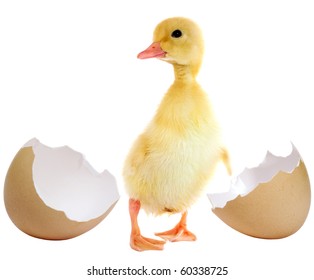 4,365 Hatched duckling Images, Stock Photos & Vectors | Shutterstock