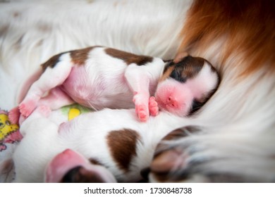 Newborn Dutch Spaniel Puppy 3 Days Old