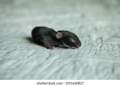 Newborn Eastern Cottontail Bunny Rabbit Sylvilagus Floridanus Abandoned By Its Mother Before It Even Opened Its Eyes In Florida In Spring.