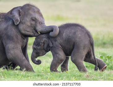 Newborn Elephant Cub Is Playing With Young Baby Elephant Close View With Clear Background In Asian Ground Sri Lanka 