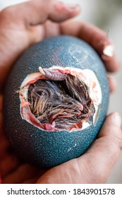 Newborn Emu In The Egg