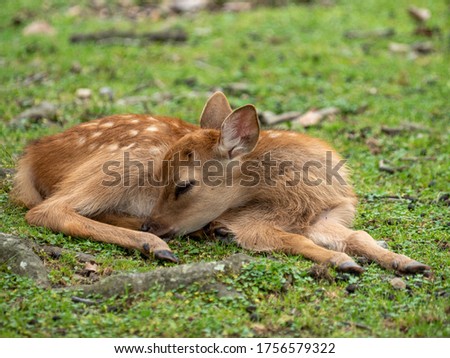 Newborn fawn sleeping on the field