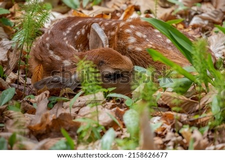 The newborn fawn - white tailed deer.