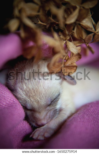 Newborn Fennec Fox Cub On Hand Stock Photo (Edit Now) 1650275914