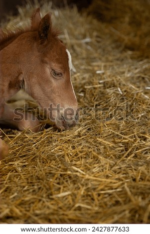 newborn foal filly colt baby horse laying in straw close up of baby animal horse equine vertical equine image room for type small chestnut horse with white star on face heaty new born cute baby horse 