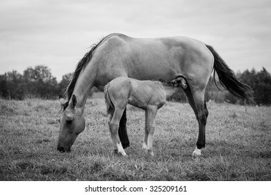 Newborn Foal With His Mother On The Autumn Meadow, Black And White Photo