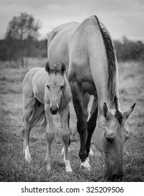 Newborn Foal With His Mother On The Autumn Meadow, Black And White Photo