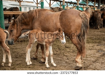 A newborn foal with mother on the farm