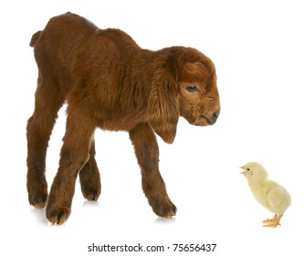newborn goat being told off by day old chick on white background