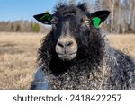 Newborn Gotland sheep lambs in a meadow on a farm in Skaraborg Sweden