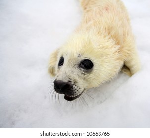 Newborn Harp Seal Pup