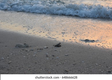 Newborn hawksbill turtle running towards the sea - Shutterstock ID 648666628