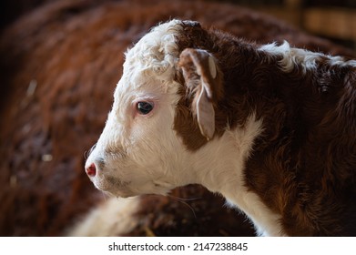 Newborn Hereford Beef Calf In Barn