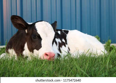 Newborn Holstein Calf Outside