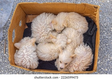 hungarian guard dog komondor