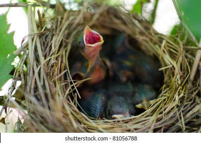 Newborn hungry baby birds in nest