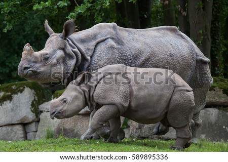 Newborn Indian rhinoceros (Rhinoceros unicornis) with its mother. 