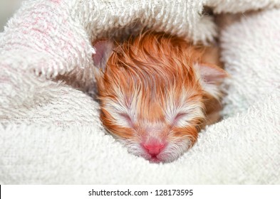 Newborn Kitten